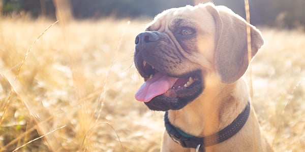 Picture of Why Sticks Are Dangerous for Dogs to Play With | Preventive Vet